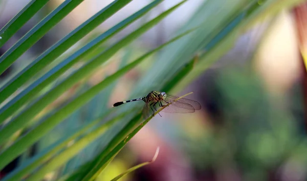Libelle Auf Blatt Garten — Stockfoto
