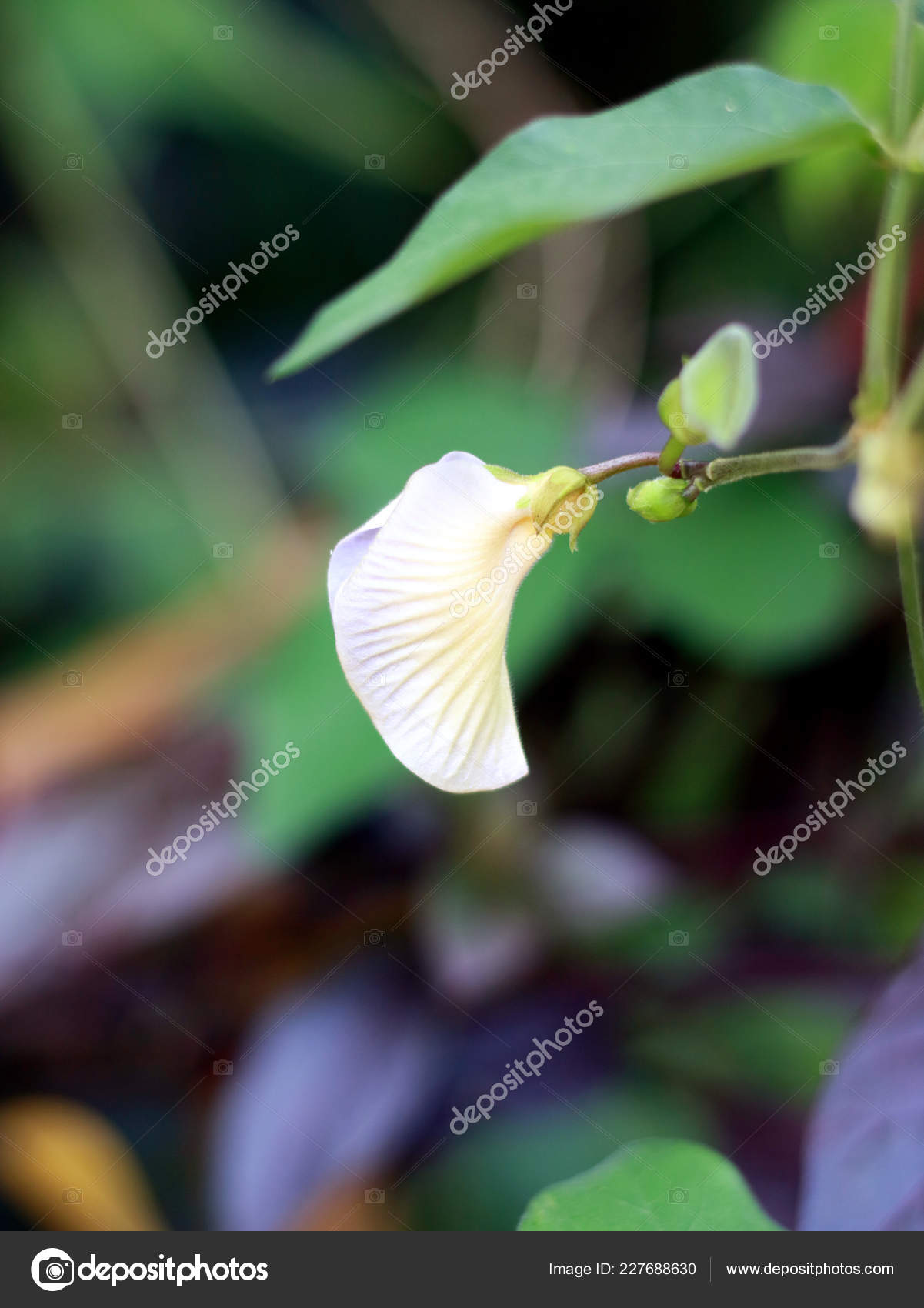 Telang Stok Foto Telang Gambar Bebas Royalti Depositphotos