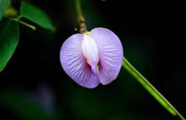 Kelebek bezelye çiçek. Bunga Telang da bilinir. Baklagiller ailesine ait bitki türleri.                 