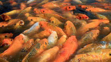 Altın balık kalabalık.