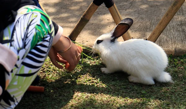 Tavşan Havuç Ile Besleme Çocuk — Stok fotoğraf