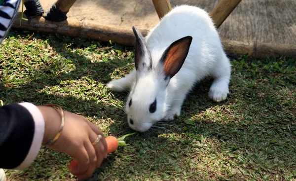 Tavşan Havuç Ile Besleme Çocuk — Stok fotoğraf