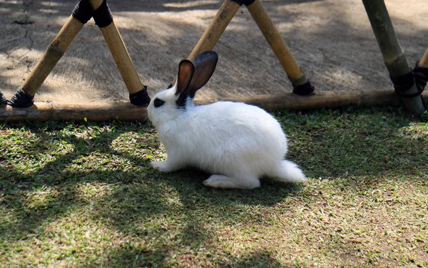 Conejo Mascotas Jardín —  Fotos de Stock