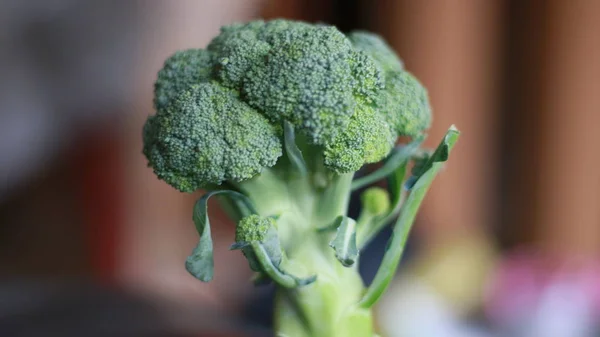 Frischer Brokkoli Aus Dem Garten — Stockfoto