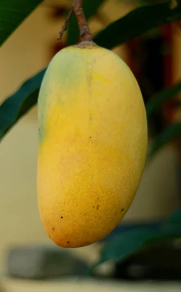 Mango Giallo Sull Albero Indonesia — Foto Stock