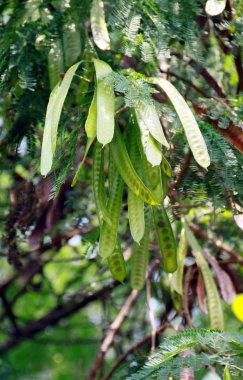 Ağaç üzerinde beyaz leadtree. Jumbay, nehir demirhindi, subabul ve beyaz popinac ortak adlarını içerir.