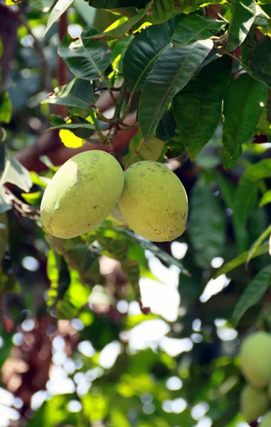 Fruits Mangue Sur Arbre — Photo