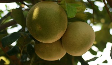 Ağaç üzerinde Pomelo veya narenciye grandis.