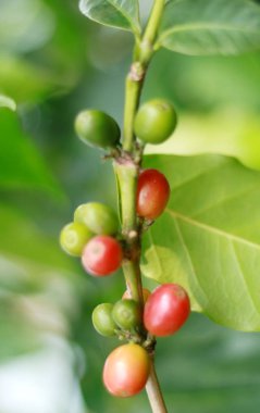 Kahve çekirdeği büyümek Endonezya ağacı üzerinde.