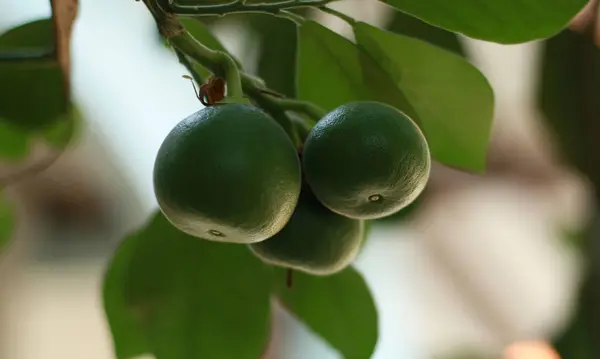 Bebé Pomelo Citrus Grandis Crecimiento Árbol — Foto de Stock
