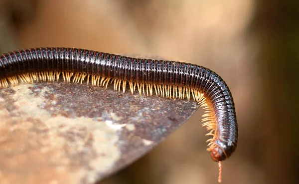 Milípede Diplopoda Grupo Artrópodes Que São Caracterizados Por Ter Dois — Fotografia de Stock