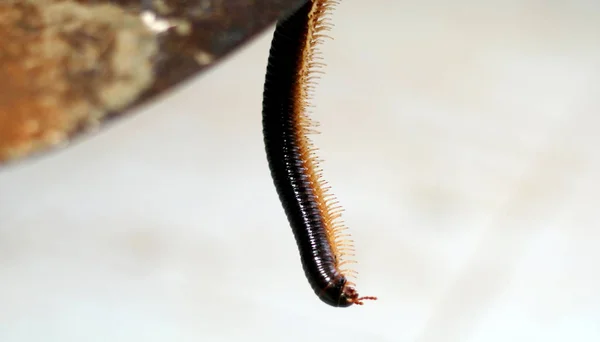 Millipede Diplopoda 节肢动物群 其特征是在大多数身体部分有两对连接的腿 — 图库照片