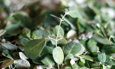 Kelor yaprak veya Moringa oleifera beyaz arka plan ile.