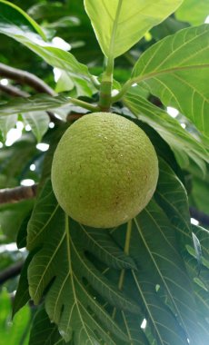 Meyveler veya Artocarpus altilis Bogor, West Java, Endonezya ağacında büyümek.