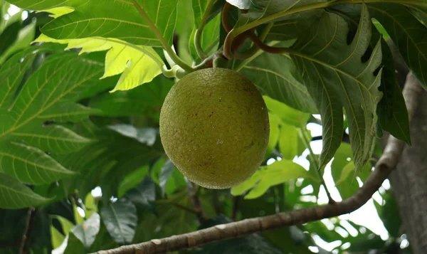 Плоди Хлібного Дерева Або Artocarpus Altilis Ростуть Дереві Місті Bogor — стокове фото