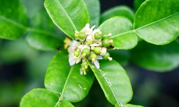 Kaffir Flor Limão Broto Árvore — Fotografia de Stock