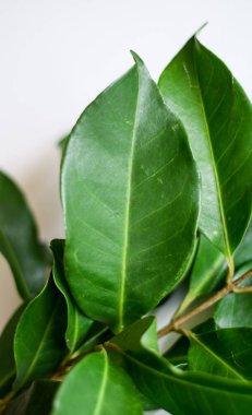 Endonezya defne yaprağı veya beyaz zemin üzerine Hint defne yaprağı. Bitkinin yaprakları geleneksel bir yemek çeşnisi olarak kullanılır ve Bacillus cereus sporlar öldürmek için gösterilen.