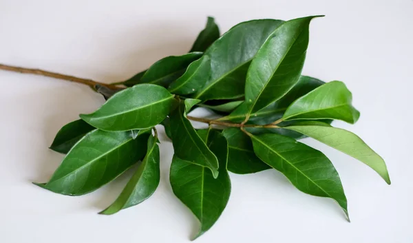 Indonesian bay leaf or Indian bay leaf on white background. The leaves of the plant are traditionally used as a food flavouring, and have been shown to kill the spores of Bacillus cereus.