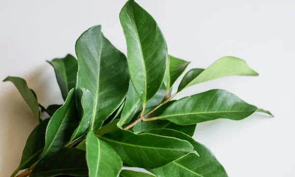 Indonesian bay leaf or Indian bay leaf on white background. The leaves of the plant are traditionally used as a food flavouring, and have been shown to kill the spores of Bacillus cereus.