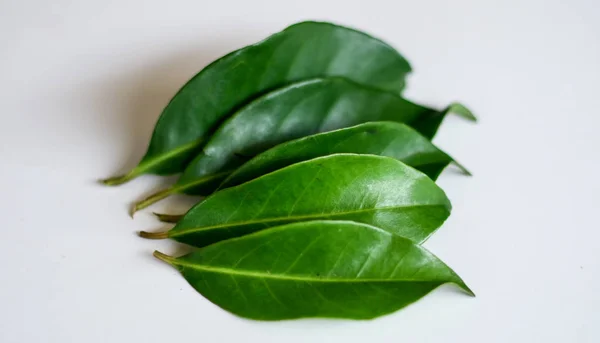 Indonesian bay leaf or Indian bay leaf on white background. The leaves of the plant are traditionally used as a food flavouring, and have been shown to kill the spores of Bacillus cereus.