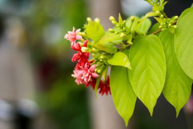Bulanıklık arka plan üzerinde Milkweed çiçek. 