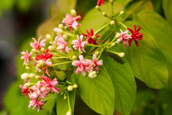 Bulanıklık arka plan üzerinde Milkweed çiçek. 