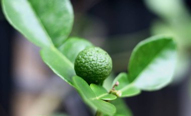 Kaffir lime fruit grown on tree. clipart