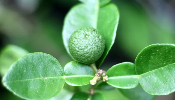 Fruta Limão Kaffir Cultivada Árvore — Fotografia de Stock