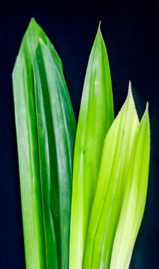 Siyah arka plan üzerinde kokulu pandan veya Pandanus amaryllifolius.