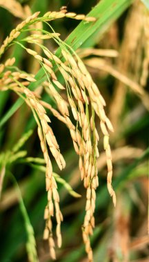 Pirinç tarlasında ağaçüzerinde pirinç taneleri. 