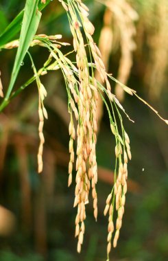 Pirinç tarlasında ağaçüzerinde pirinç taneleri. 