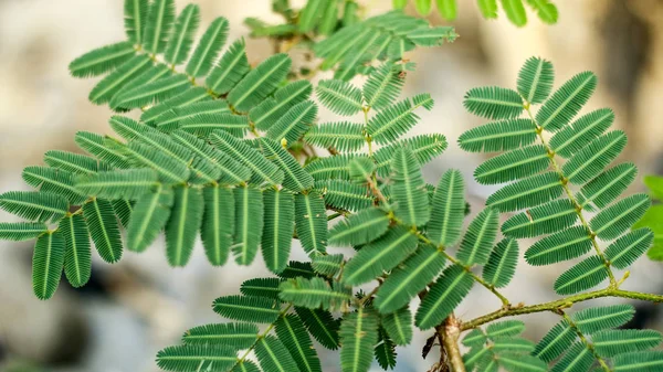 Mimosa Pudica Também Chamada Planta Humilde — Fotografia de Stock