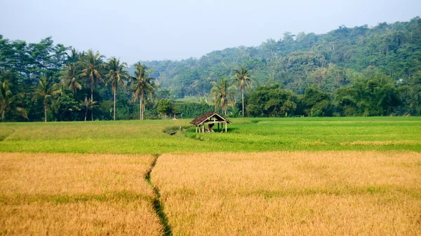 Rizsföldek Magelang Regency Közép Jáva Indonézia — Stock Fotó