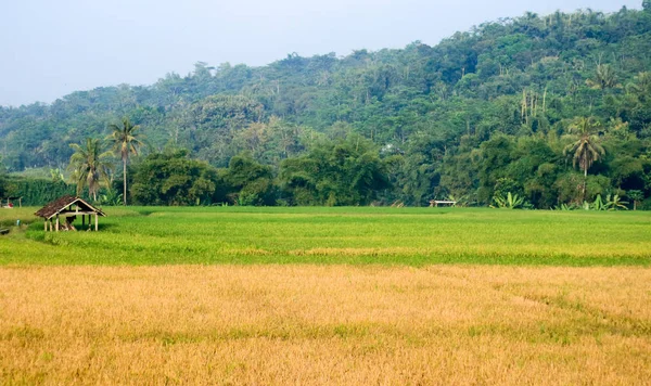 Campi Riso Magelang Regency Giava Centrale Indonesia — Foto Stock