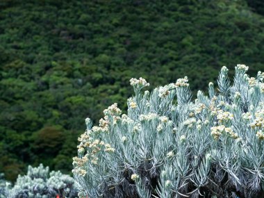 Leontopodium nivale, commonly called edelweiss, on Mount Gede, Bogor, West Java, Indonesia. clipart