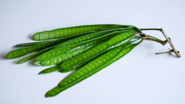 Beyaz arka plan üzerinde Leucaena veya Beyaz kurşun ağacı.