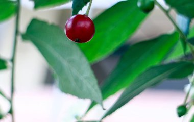 Batı Java'da ağaçta kırmızı calabur, Endonezya. 