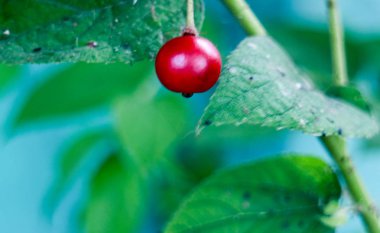 Batı Java'da ağaçta kırmızı calabur, Endonezya. 