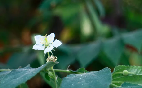 Calabur Flor Árvore Java Ocidental Indonésia — Fotografia de Stock