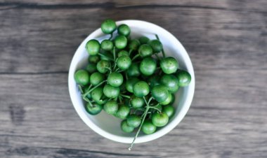 Ahşap arka planda Leunca veya Solanum nigrum. 