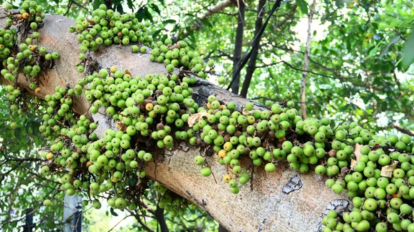 Racimo Higo Higo Indio Árbol Indonesia — Foto de Stock