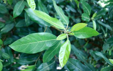 Ağaçta incir ya da incir yaprağı kümesi.