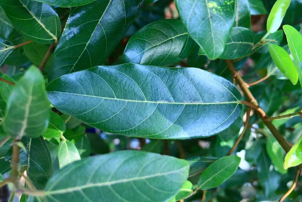 Common fig leaf on tree.