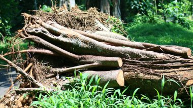 Endonezya 'da yol kenarında devrilmiş bir ağaç