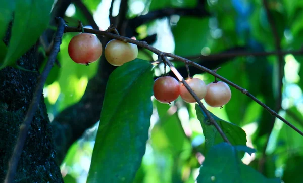 Flacourtia Inermis Lovi Lovi Frutti Sugli Alberi Indonesia — Foto Stock