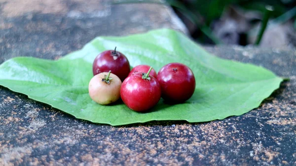 Flacourtia Inermis Lovi Lovi Hoja Indonesia Llamado Lobi Lobi — Foto de Stock