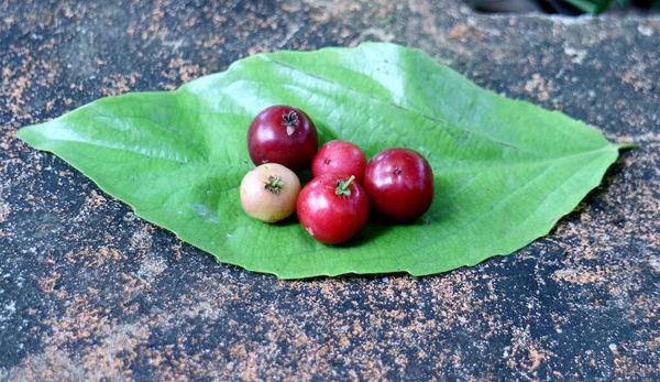 Flacourtia Inermis Lovi Lovi Folha Indonésia Chamado Lobi Lobi — Fotografia de Stock