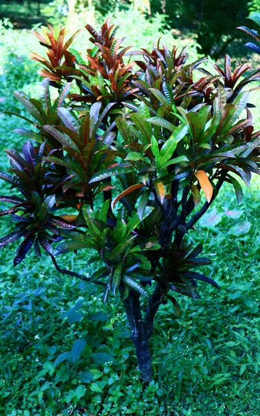 Codiaeum Variegatum Crotone Giardino Giardino — Foto Stock