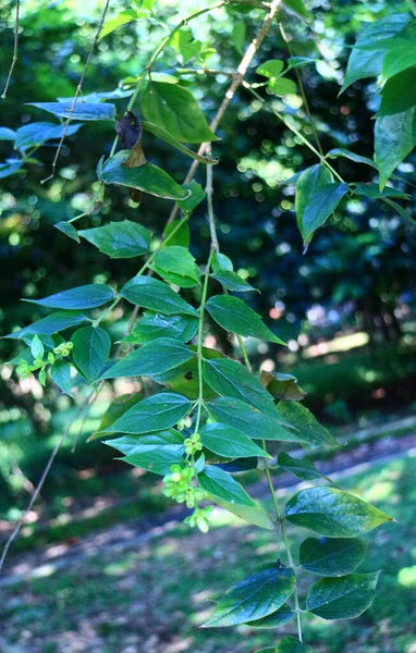 Nyctanthes Arbor Tristis Gelsomino Fiorito Nel Giardino — Foto Stock