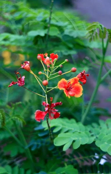 Квітка Червоних Квітів Саду — стокове фото